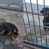 Simpatico Cachorro Perdido Perambula Pelas Ruas De Sao Roque E Faz Amizade Com Moradores