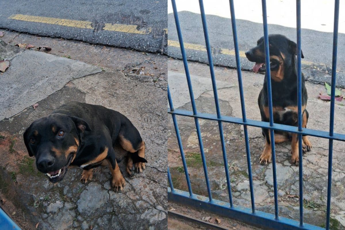 Simpatico Cachorro Perdido Perambula Pelas Ruas De Sao Roque E Faz Amizade Com Moradores