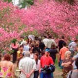 28A Edicao Do Festival Das Cerejeiras De Sao Roque Comeca Dia 5 De Agosto
