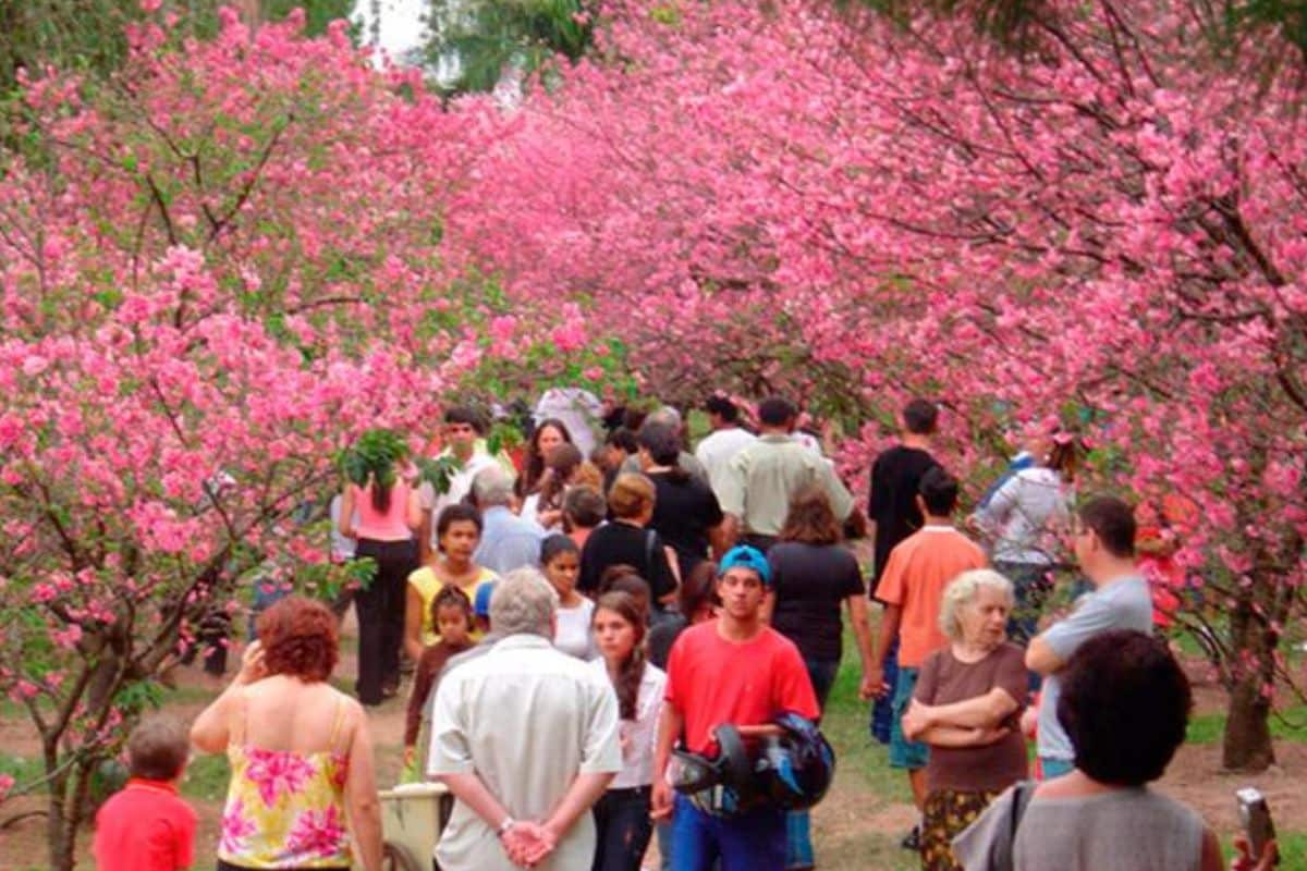 28A Edicao Do Festival Das Cerejeiras De Sao Roque Comeca Dia 5 De Agosto