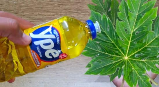 Agora So Faco Detergente De Folha De Mamao Que Rende Muito E Voce Vai Adorar