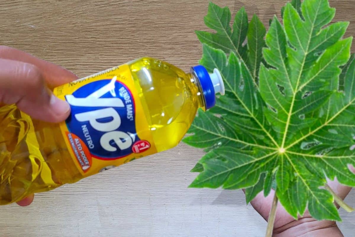 Agora So Faco Detergente De Folha De Mamao Que Rende Muito E Voce Vai Adorar