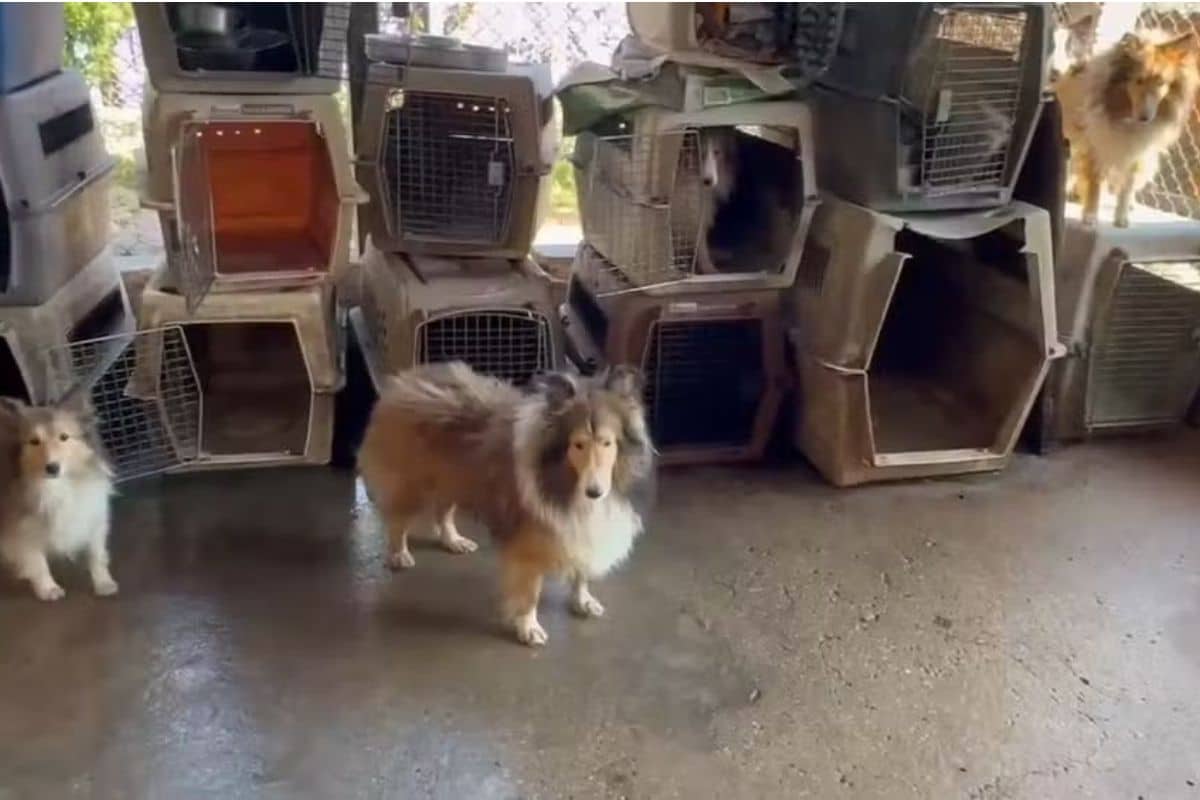 Canil Clandestino E Fechado Em Carapicuiba Apos Denuncia De Maus Tratos