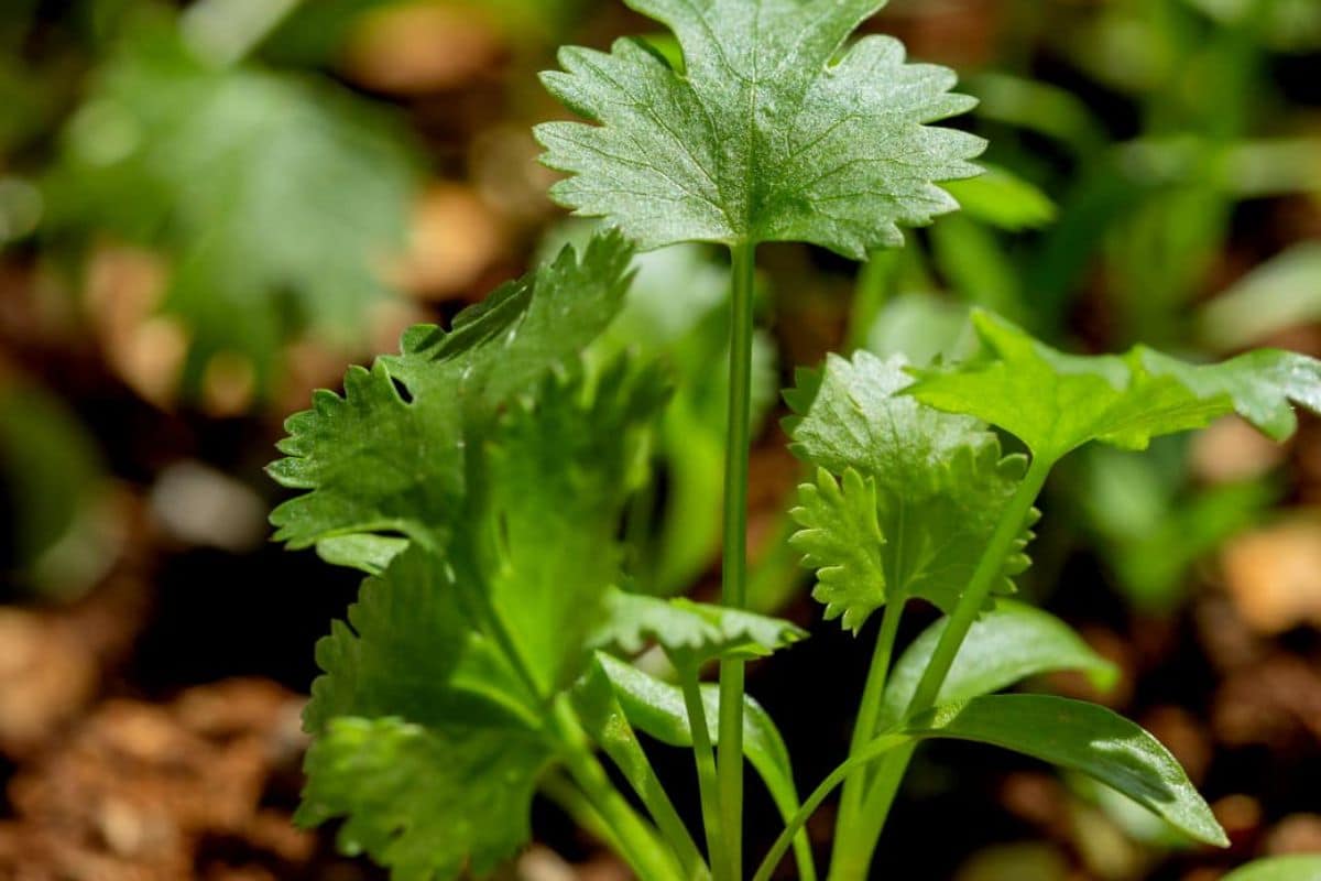 Como Conservar Coentro Por Mais Tempo Dica