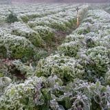 Frio Extremo Congela Plantacao De Verduras Em Ibiuna