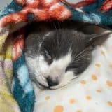 Moradora De São Roque Pede Ajuda Em Vaquinha Para Salvar Gato Envenenado Em Popular Bairro