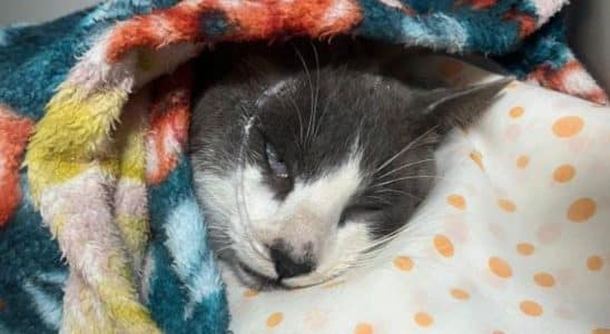 Moradora De São Roque Pede Ajuda Em Vaquinha Para Salvar Gato Envenenado Em Popular Bairro