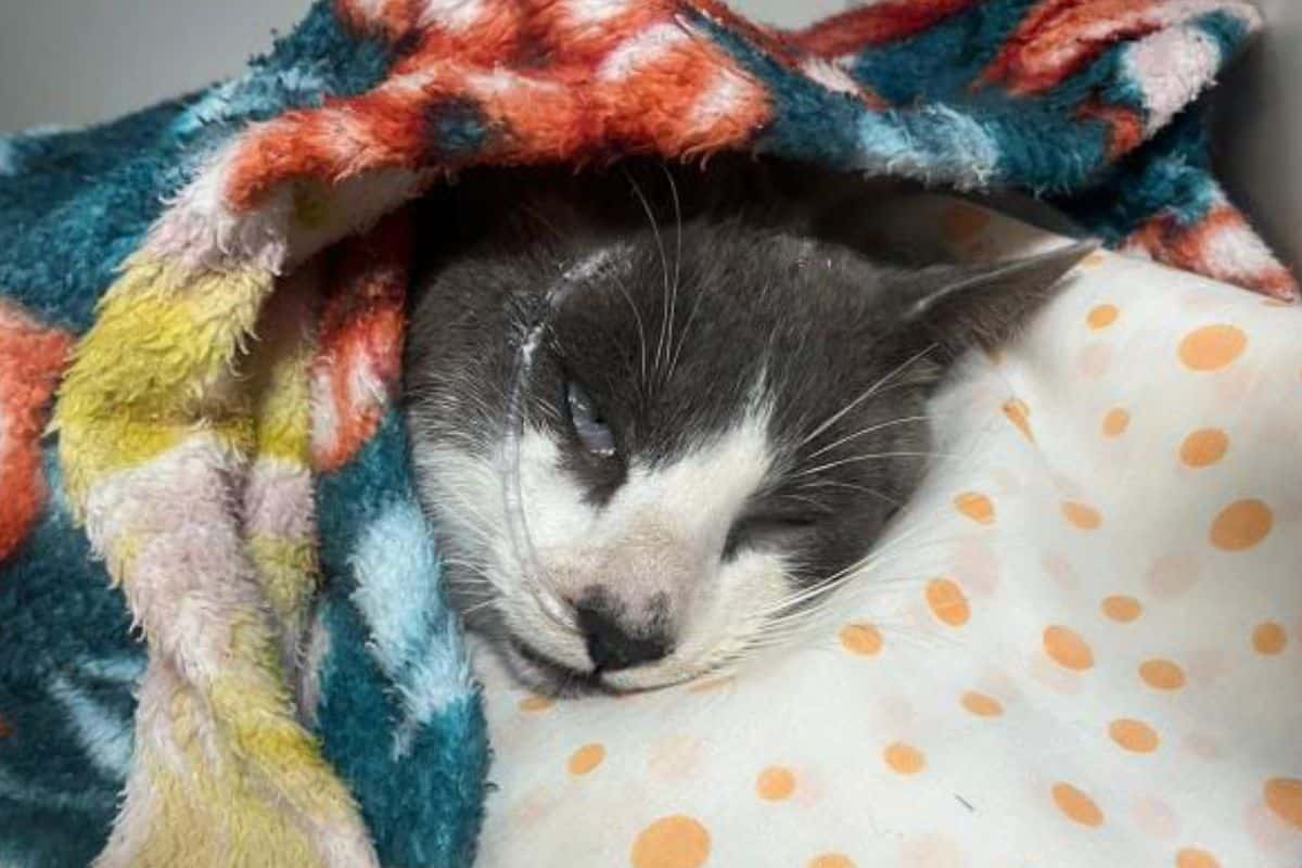 Moradora De São Roque Pede Ajuda Em Vaquinha Para Salvar Gato Envenenado Em Popular Bairro