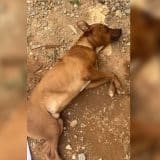 Motorista Atropela Cachorro O Cobre Com Pano Mas Foge Sem Prestar Socorro Em Mairinque