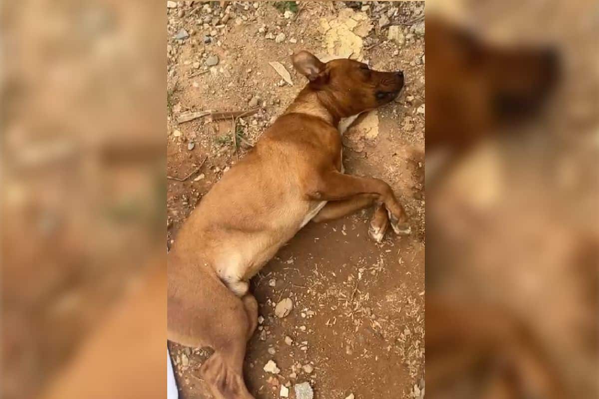 Motorista Atropela Cachorro O Cobre Com Pano Mas Foge Sem Prestar Socorro Em Mairinque