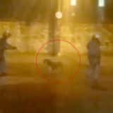 Pitbull Ataca 3 Pessoas E Um Policial Em Bairro Conhecido Em Rio Claro E Dono Acaba Detido