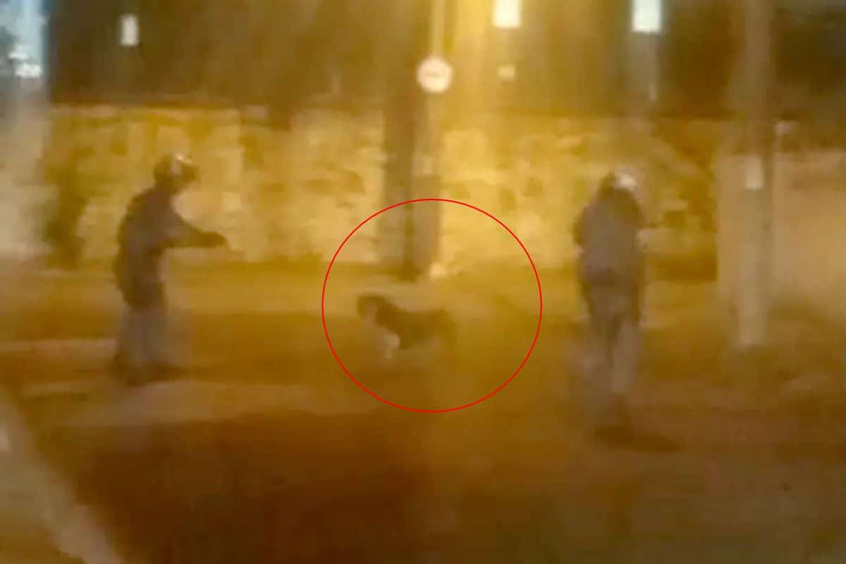 Pitbull Ataca 3 Pessoas E Um Policial Em Bairro Conhecido Em Rio Claro E Dono Acaba Detido