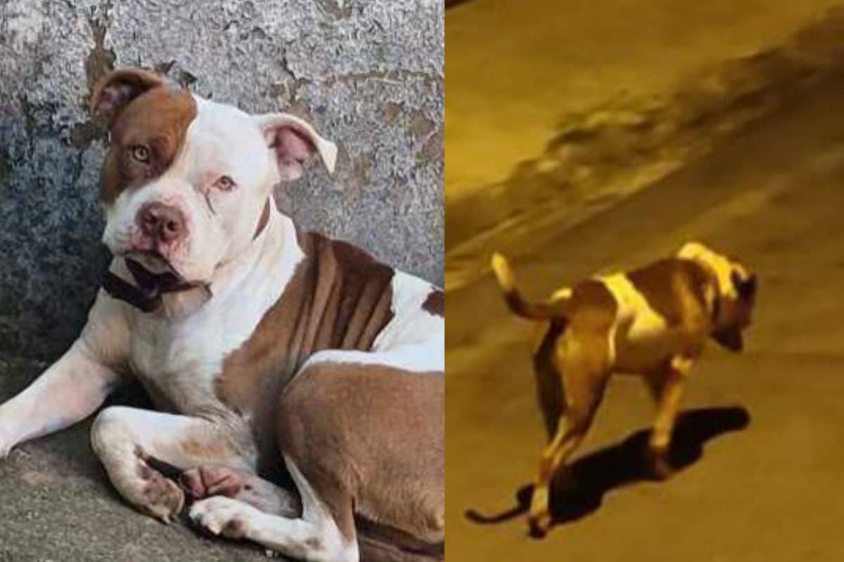 Pitbull Aterroriza Moradores De 2 Bairros De Mairinque Atacando E Matando Cachorros