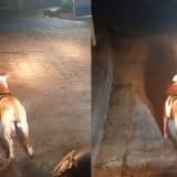 Pitubull Mata Cachorro Em Mairinque Invade Casa E Ataca Outro Cachorro