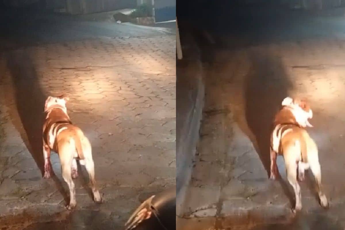 Pitubull Mata Cachorro Em Mairinque Invade Casa E Ataca Outro Cachorro