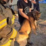 Onca Parda E Resgatada Apos Invadir Empresa No Distrito Industrial De Salto