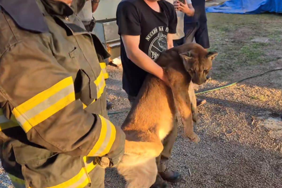Onca Parda E Resgatada Apos Invadir Empresa No Distrito Industrial De Salto