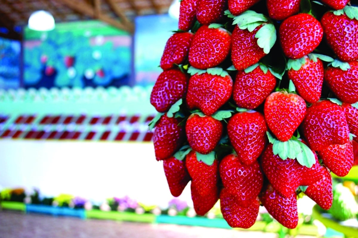 Cidade De Itapevi Sera Invadida E Tomada Por Morangos Em Festival Ate As 22H