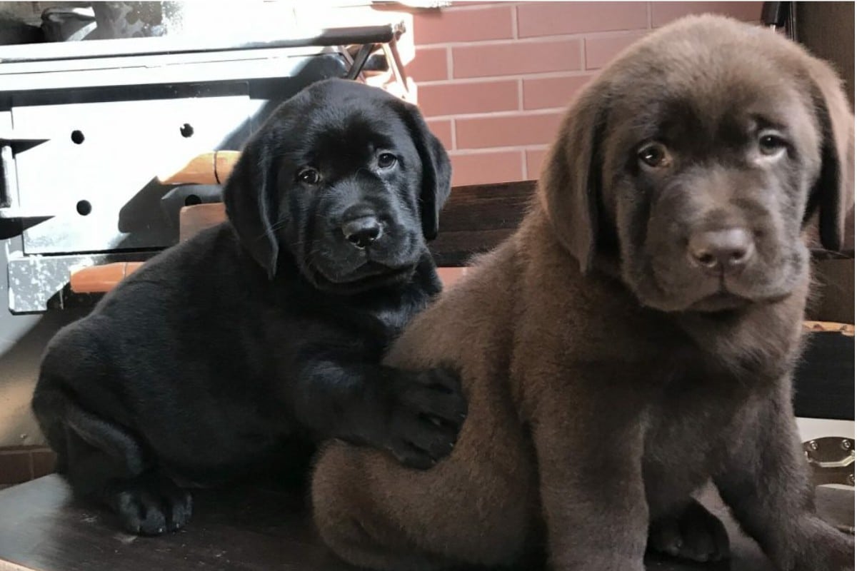 Encontro De Caes Labradores Movimenta Zona Norte De Sorocaba No Domingo