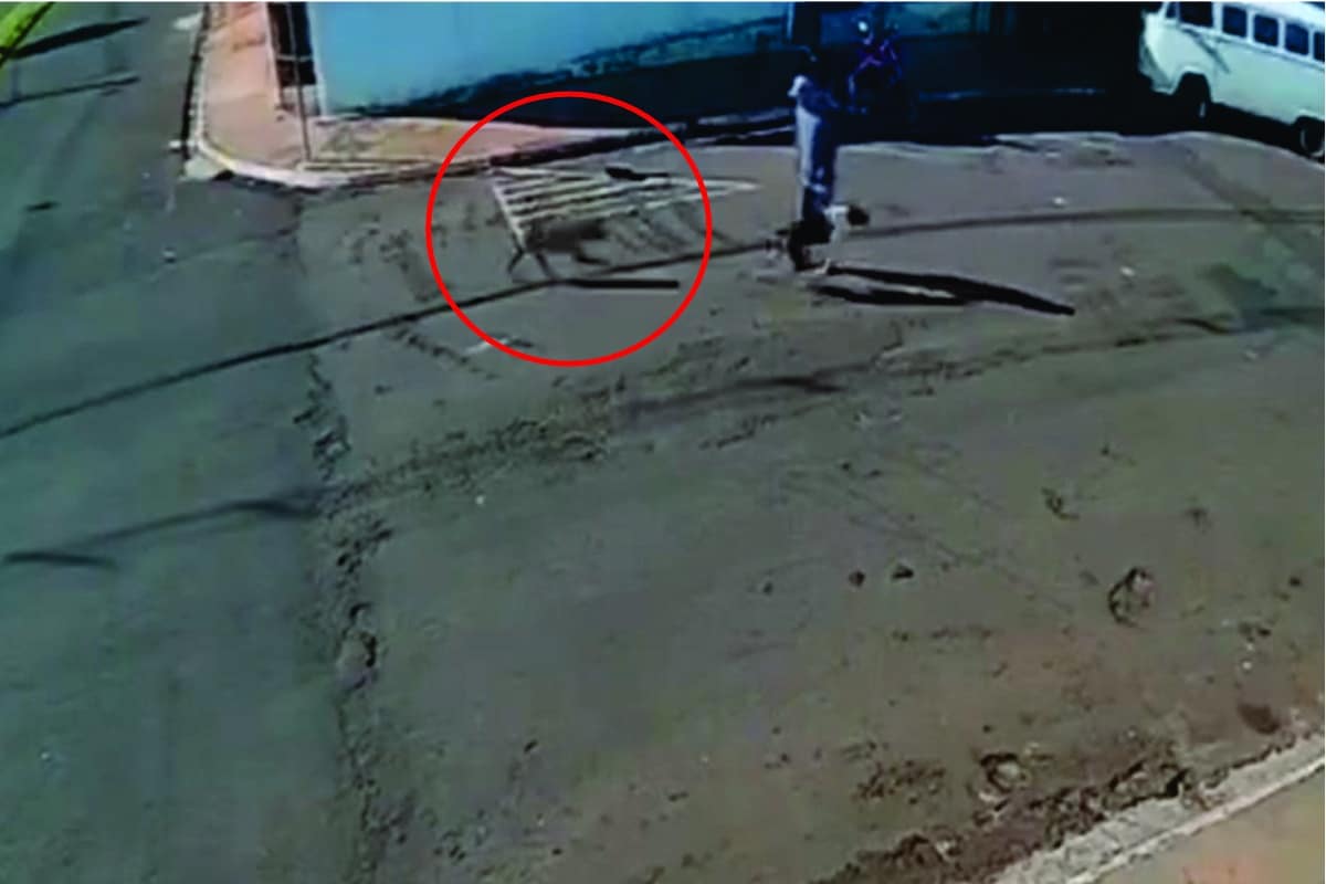 Idoso Vai Parar Na Uti Ao Ser Atropelado Na Rua Por Cachorro ''Foguete''