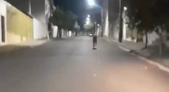 Lobo Guara E Filmado Em Ruas De Sao Carlos Interior De Sp