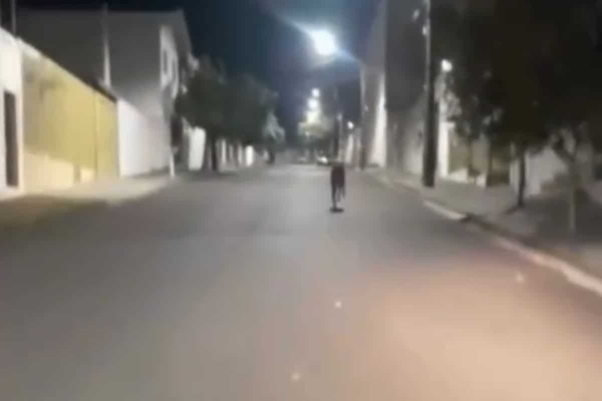 Lobo Guara E Filmado Em Ruas De Sao Carlos Interior De Sp