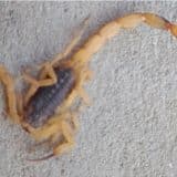 Morador Denuncia Infestação De Escorpiões E Cobra Limpeza De Terreno Baldio Em Mairinque