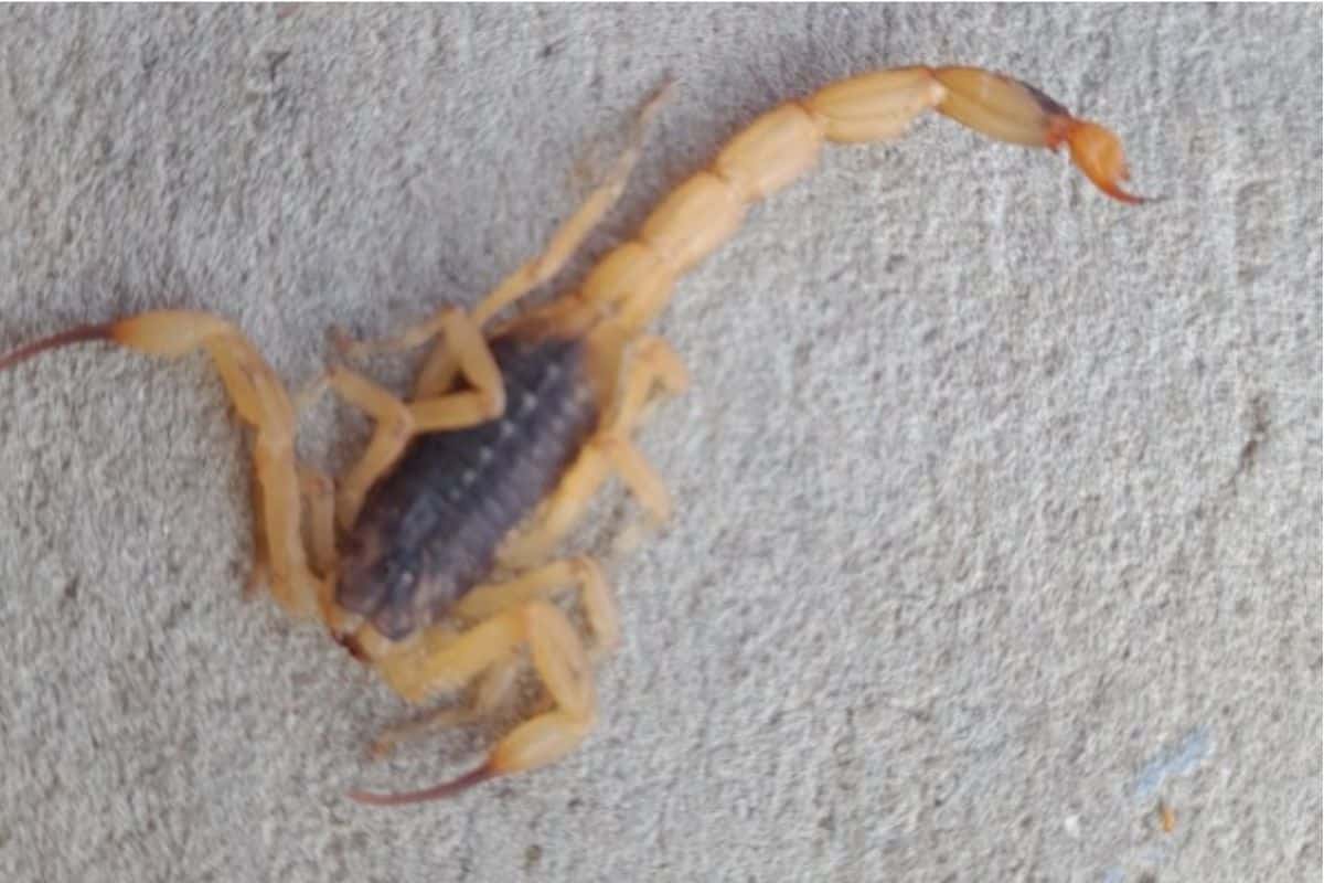 Morador Denuncia Infestação De Escorpiões E Cobra Limpeza De Terreno Baldio Em Mairinque