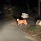 Onça-Parda É Filmada Ema Era Urbana De Ibiúna E Causa Preocupação