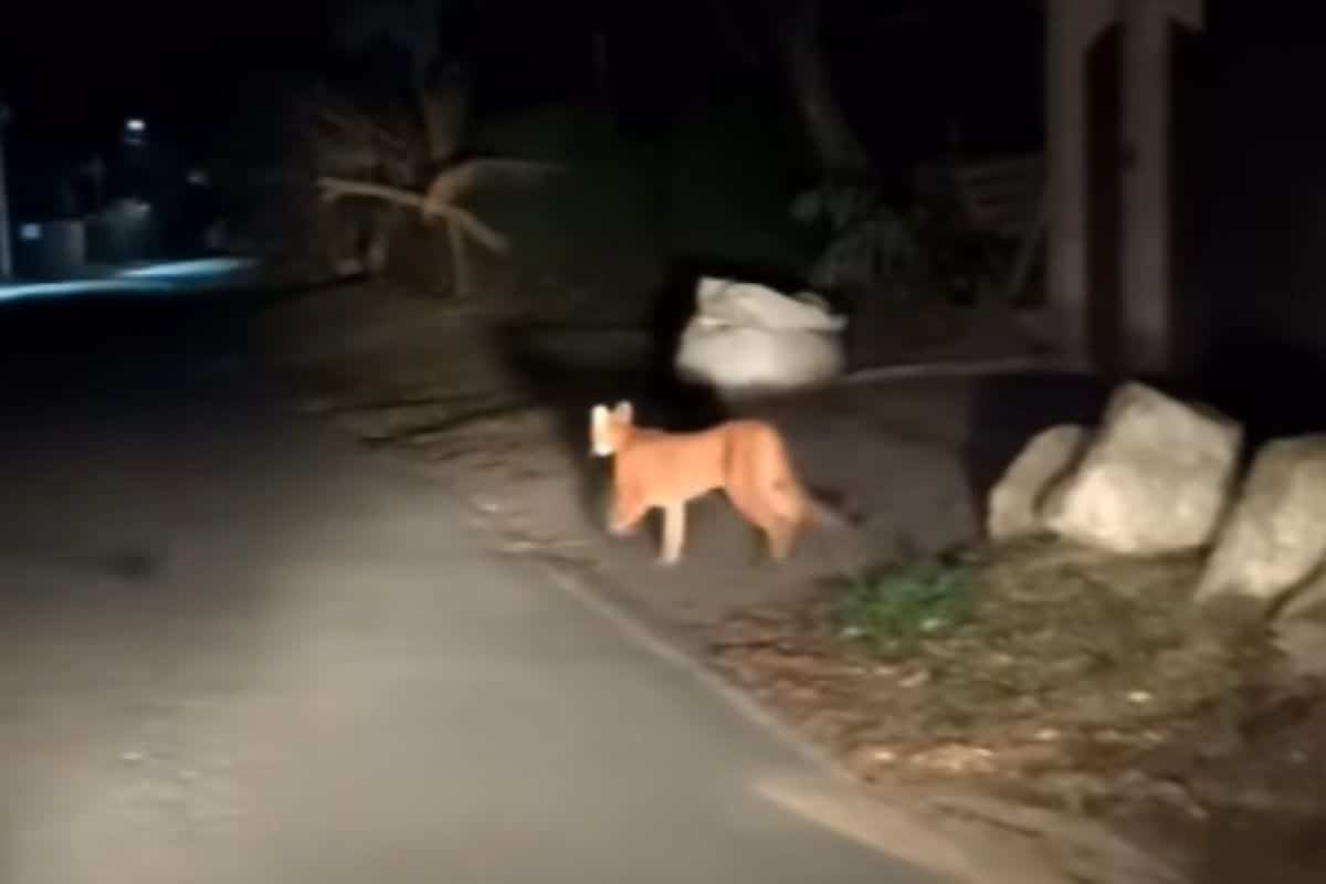 Onça-Parda É Filmada Ema Era Urbana De Ibiúna E Causa Preocupação