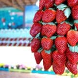 Festival Do Morango Se Inicia Hoje Em Mairinque Com Entrada Gratuita