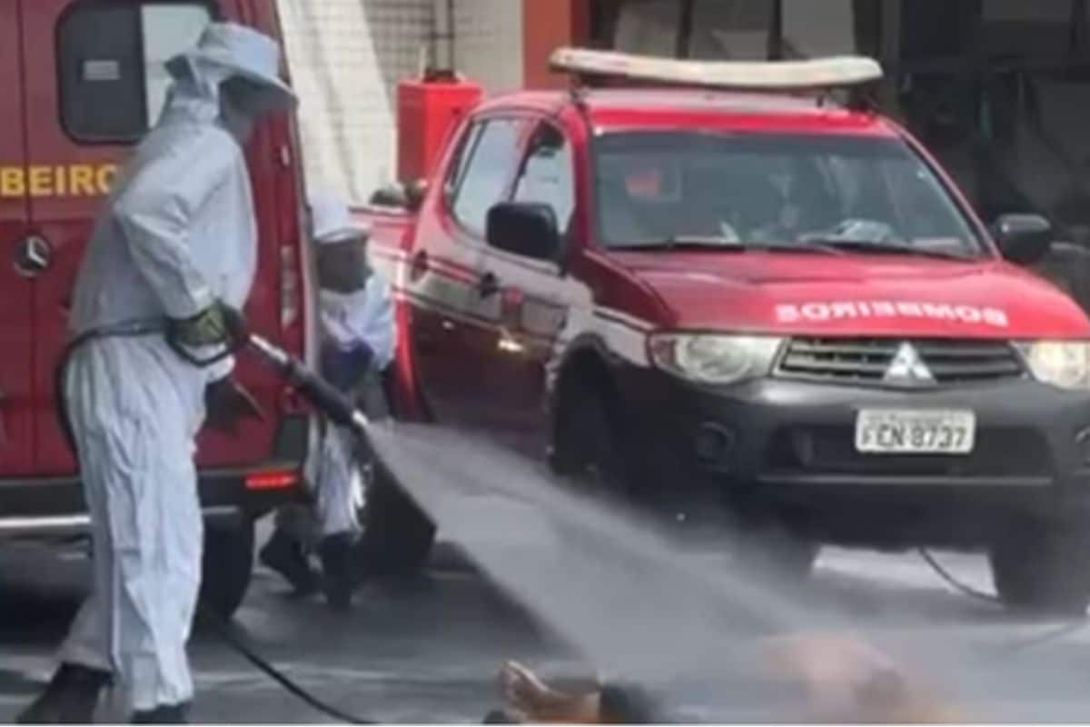 Idoso Sai Para Comprar Bolo De Aniversário E Morre Atacado Por Abelhas No Interior De Sp