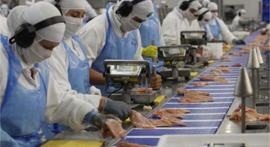 Veja Como Trabalhar Setor De Produção Do Frigorífico Irmãos Reis Em Araçariguama