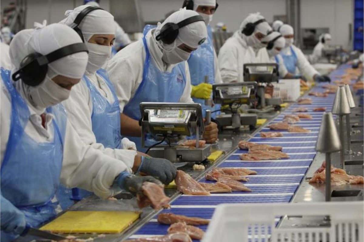 Veja Como Trabalhar Setor De Produção Do Frigorífico Irmãos Reis Em Araçariguama