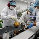 Cacau Show Está A Todo Vapor Para Fim De Ano Com Vagas Diversas