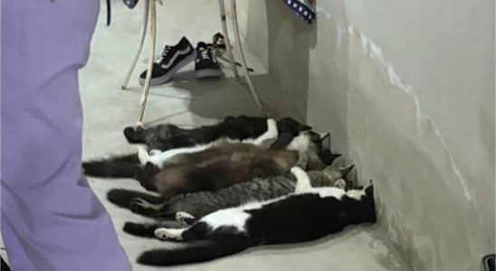 Esquema Ilegal Pagava R$ 50 Para Coleta De Sangue De Gatos No Interior De São Paulo