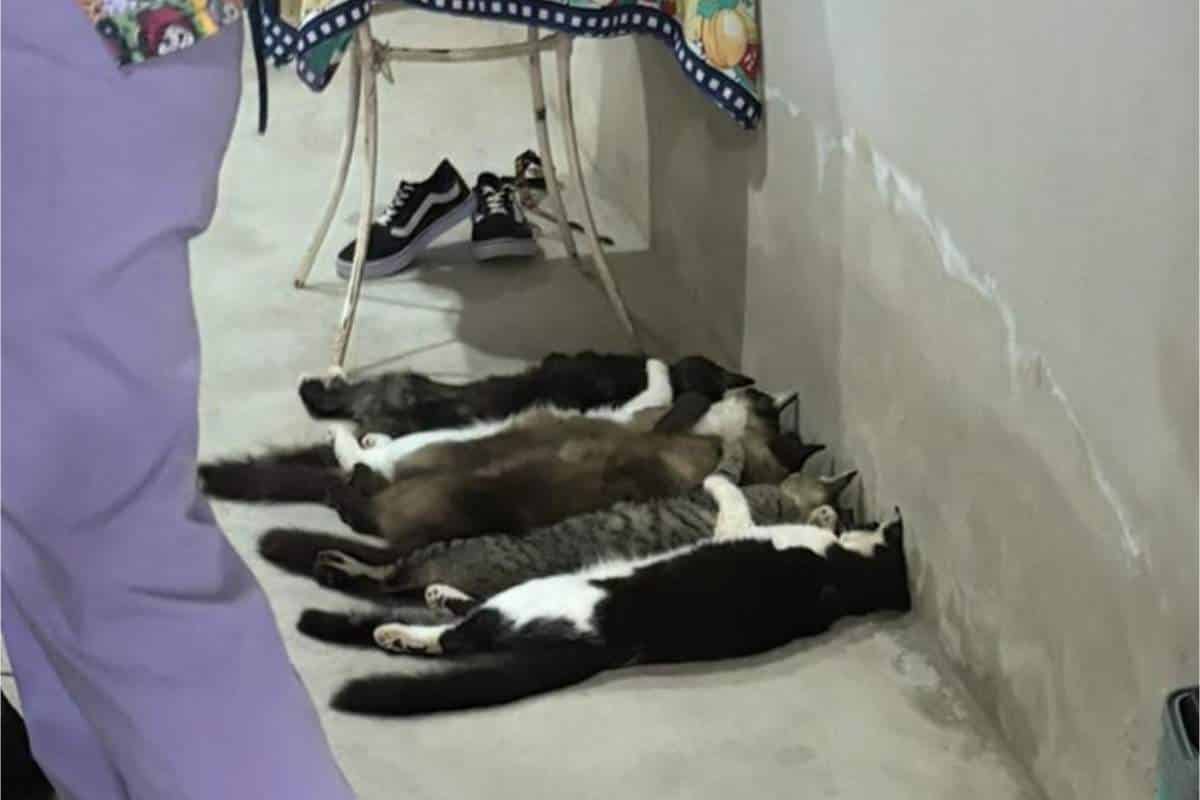 Esquema Ilegal Pagava R$ 50 Para Coleta De Sangue De Gatos No Interior De São Paulo