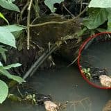 Homem Avista Mão E Braço E Descobre Corpo De Homem Em Troco De Árvore Em Araçariguama