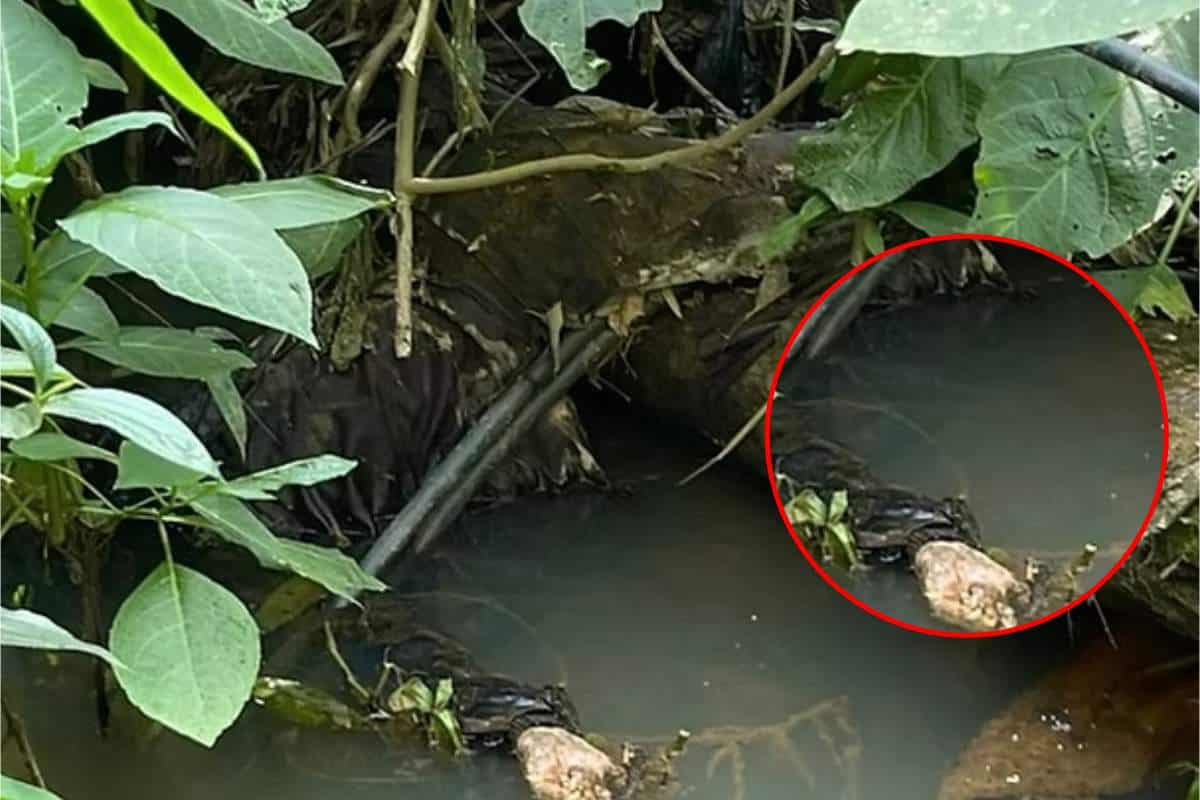 Homem Avista Mão E Braço E Descobre Corpo De Homem Em Troco De Árvore Em Araçariguama