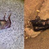 Homem Encontra Coelho E Gato Costurados Juntos Em Saco Preto Em Salto