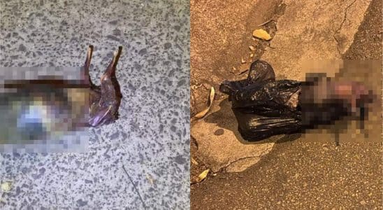 Homem Encontra Coelho E Gato Costurados Juntos Em Saco Preto Em Salto