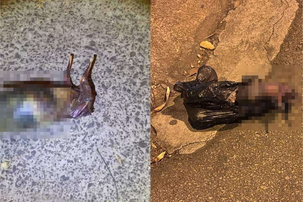 Homem Encontra Coelho E Gato Costurados Juntos Em Saco Preto Em Salto