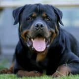 Homem Morre Atacado Por Cães Em No Interior De Sp Ao Entrar Na Casa Do Vizinho De Madrugada