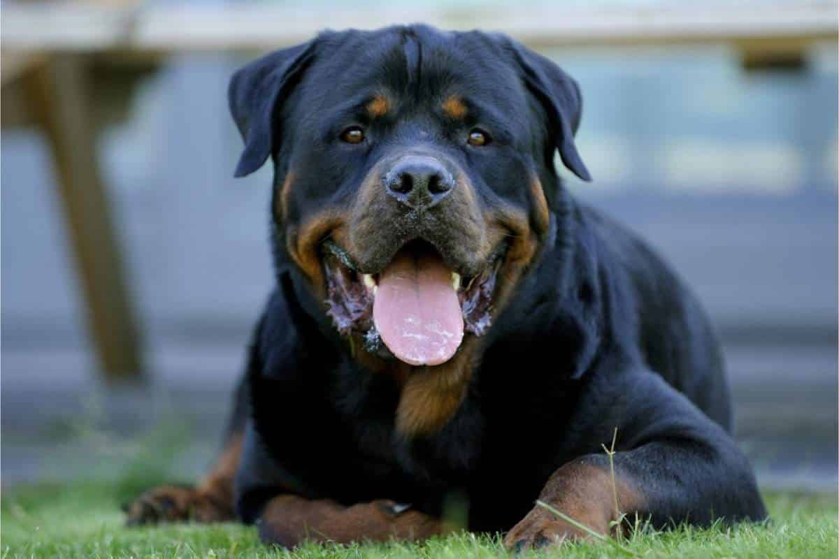 Homem Morre Atacado Por Cães Em No Interior De Sp Ao Entrar Na Casa Do Vizinho De Madrugada