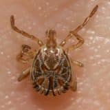 Itu Enfrenta Desafios Com A Confirmação Da Primeira Morte Por Febre Maculosa De 2025