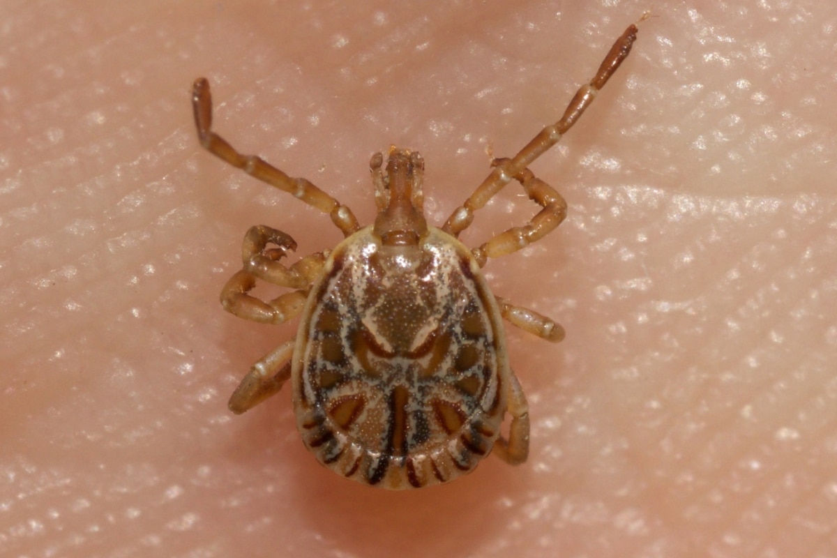 Itu Enfrenta Desafios Com A Confirmação Da Primeira Morte Por Febre Maculosa De 2025