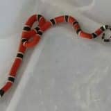 Morador De Mairinque Encontra Cobra Em Armário De Cozinha