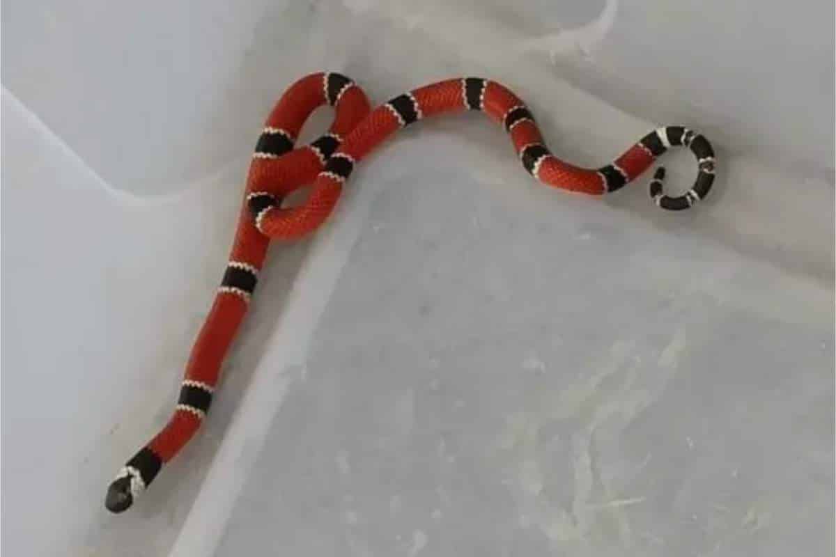 Morador De Mairinque Encontra Cobra Em Armário De Cozinha