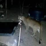 Onça-Parda É Filmada Propriedade Rural De Pela Madrugada Em Botucatu