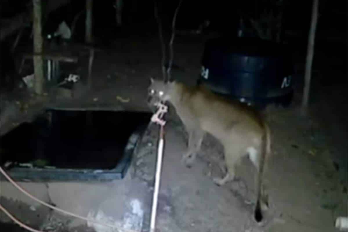 Onça-Parda É Filmada Propriedade Rural De Pela Madrugada Em Botucatu